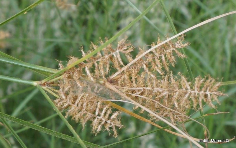 Cyperus papyrus Papyrus Sedge, Paper Reed, Egyptian Paper Reed