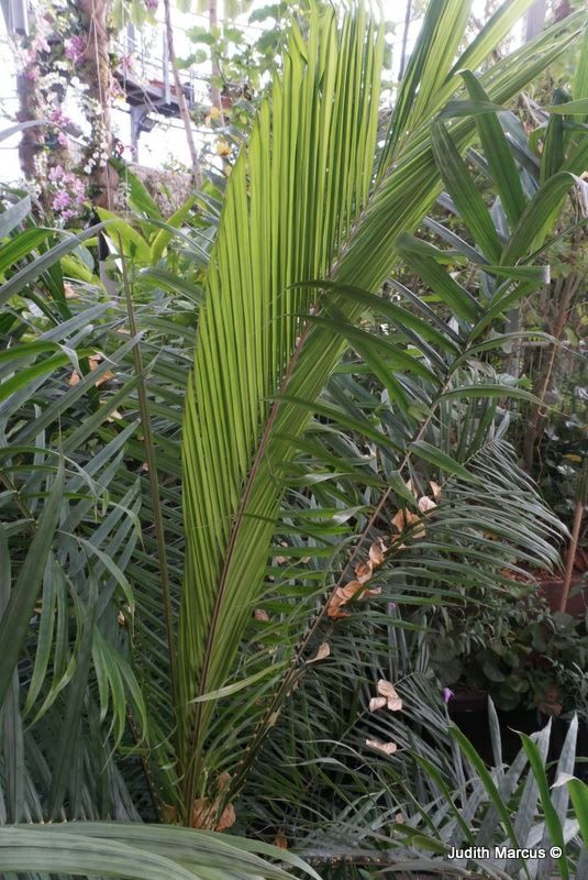 Elaeis guineensis - African Oil Palm, אלאיס גינאי