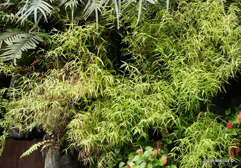 Pogonatherum paniceum - Miniature Bamboo, Baby Panda Bamboo , פוגונתרום הדוחן, פוגונתרום הדוחן