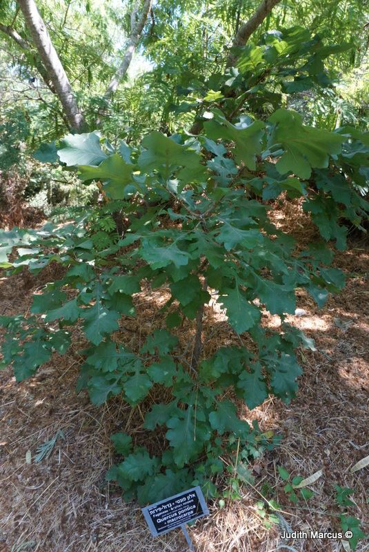 Quercus pontica × macrocarpa - אלון פונטי × גדול-פירות
