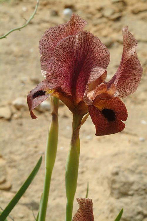 Iris petrana - Petra Iris, Sand Iris