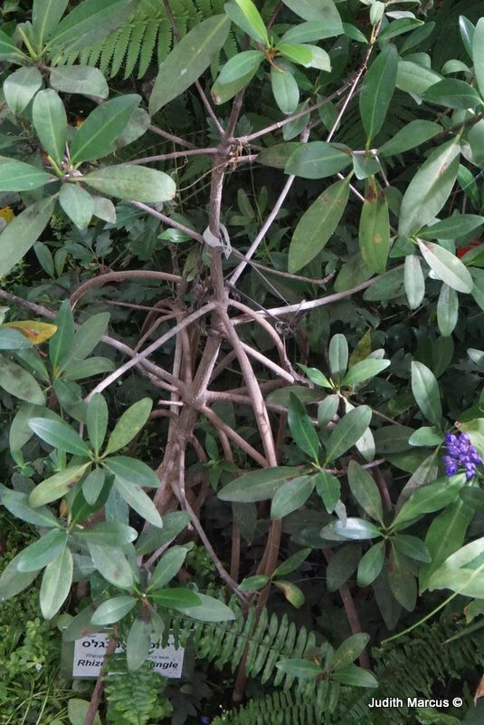 Rhizophora mucronata - Asian Mangrove, רוזיפורה אסיאטית