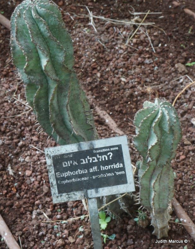 Euphorbia aff. horrida - חלבלוב איום?