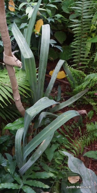 Neomarica caerulea - Brazilian Iria, Twelve Apostles, Walking Iris , ניאומריקה כחולה