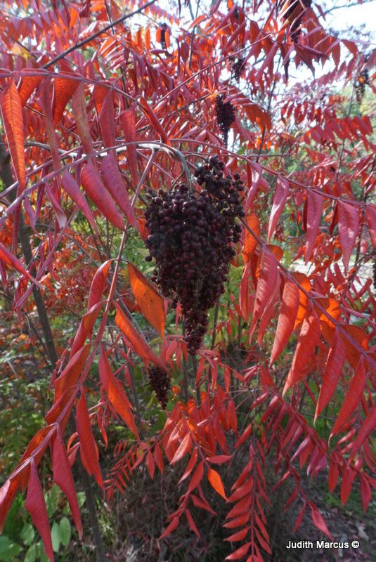 Rhus copallinum Winged Sumac, אוג הקופל, אוג הקופל The Jerusalem