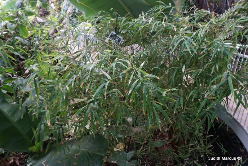Dendrocalamus strictus - Timber Bamboo , דנדרוקלמוס מפוספס