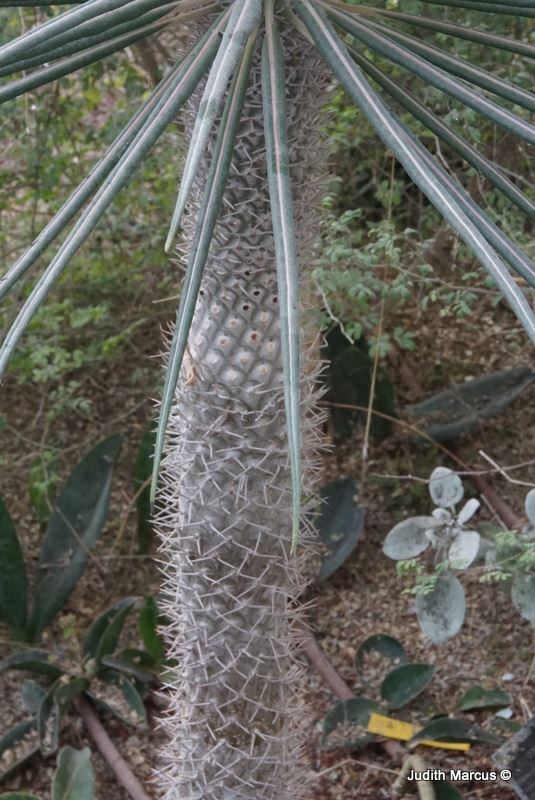 Pachypodium geayi - Tin Woodsman, עב-גזע ג'י, עב-גזע גי