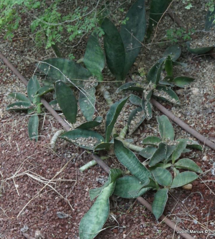 Sansevieria hyacinthoides - African Bowstring Hemp, Iguanatail, כידונן מכבדי, כידונן מכבדי