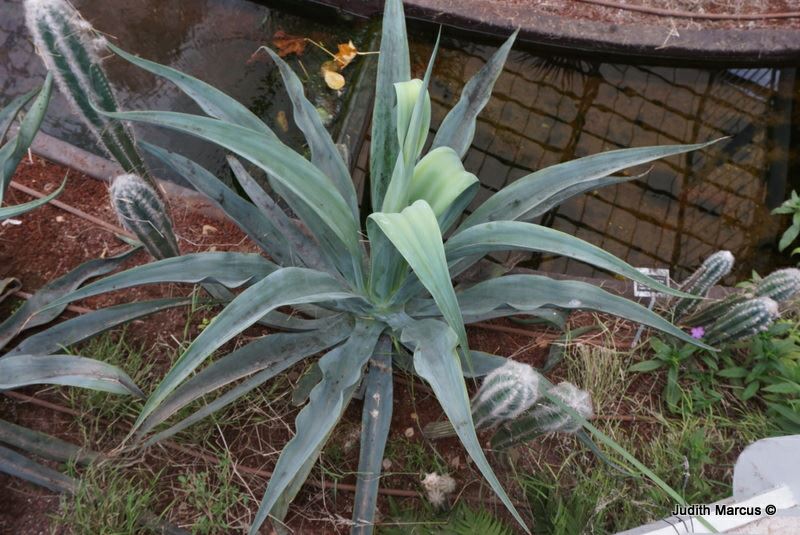 Agave vilmoriniana - Octopus Agave, אגבת וילמורן, אגבת וילמור | The ...