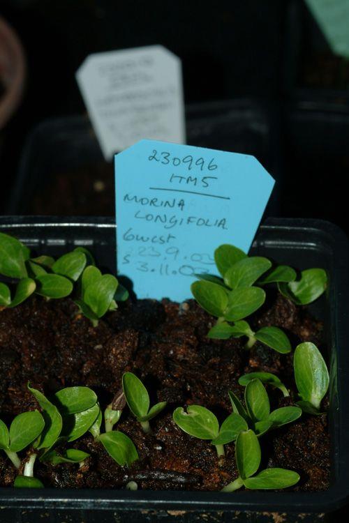 Morina longifolia - Whorlflower, Himalayan Whorlflower