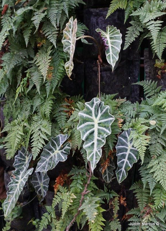 Alocasia × amazonica 'Polly' - אלוכסיה אמזונית 'פולי'