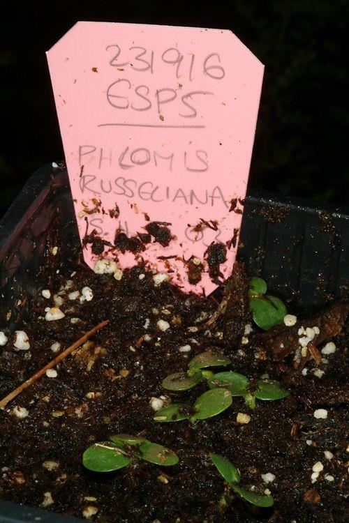 Phlomis russeliana - Turkish Sage, שלהבית ראסל