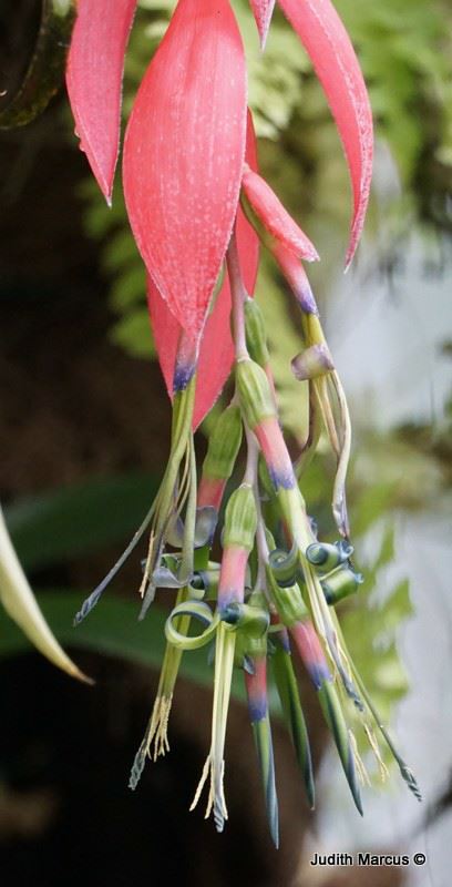 Billbergia nutans - Friendship Plant, Queen's Tears, בילברגייה נטויה, בילברגיית נטויה