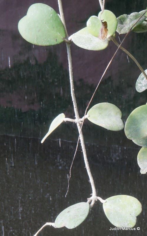 Hoya kerrii - Aka Sweetheart Plant, Heart-shaped Hoya, בת-שבע קר, בת-שבע קר
