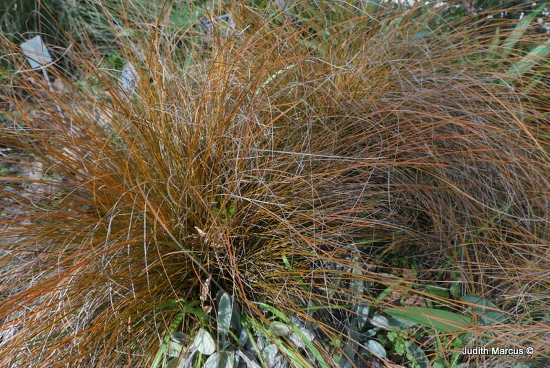 Carex testacea 'Prairie Fire' - New Zealand Sedge, כריך קרומי 'פררי פייר', כריך קרומי 'פררי פייר'