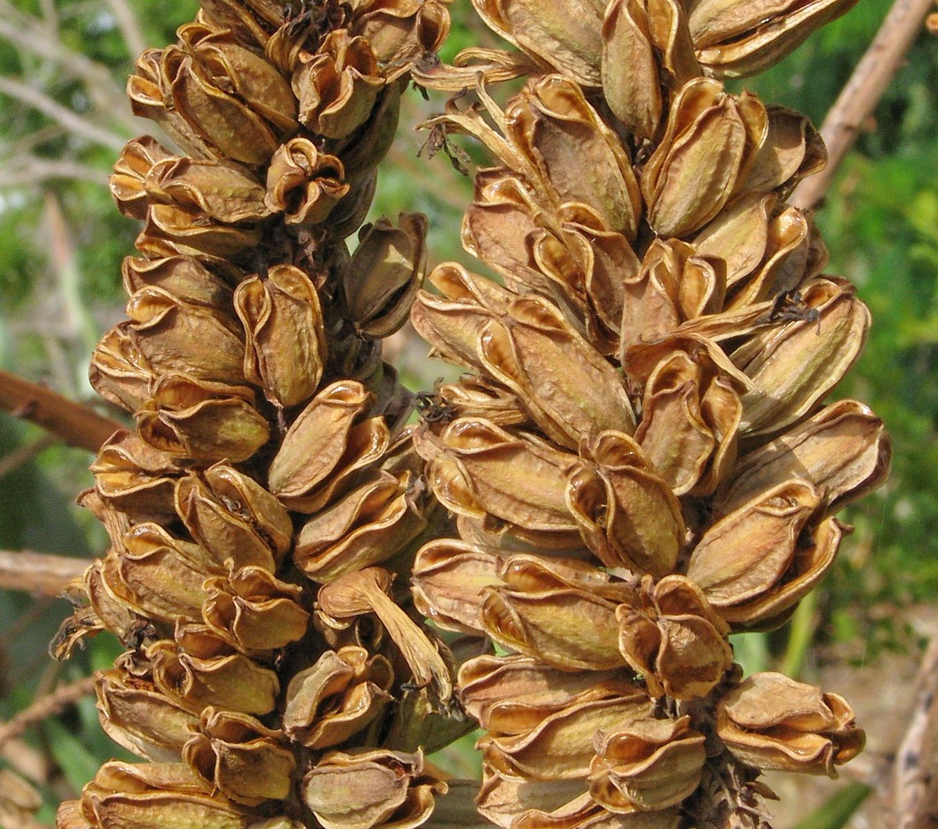 Aloe thraskii - Dune Aloe, אלווי תראסק, אלווי תראסק