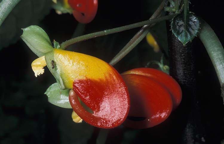Impatiens niamniamensis - Congo Cockatoo, Parrot Plant, African Queen , בשמת התוכי, בשמת התוכי