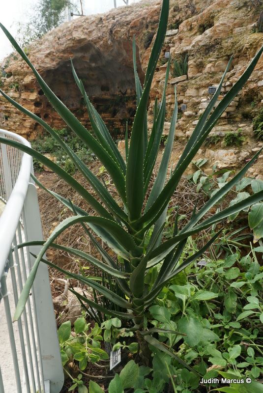 Aloe barberae - Giant Tree Aloe, Soft-tip Forest Aloe, אלווי בארבר, אלווי ברבר