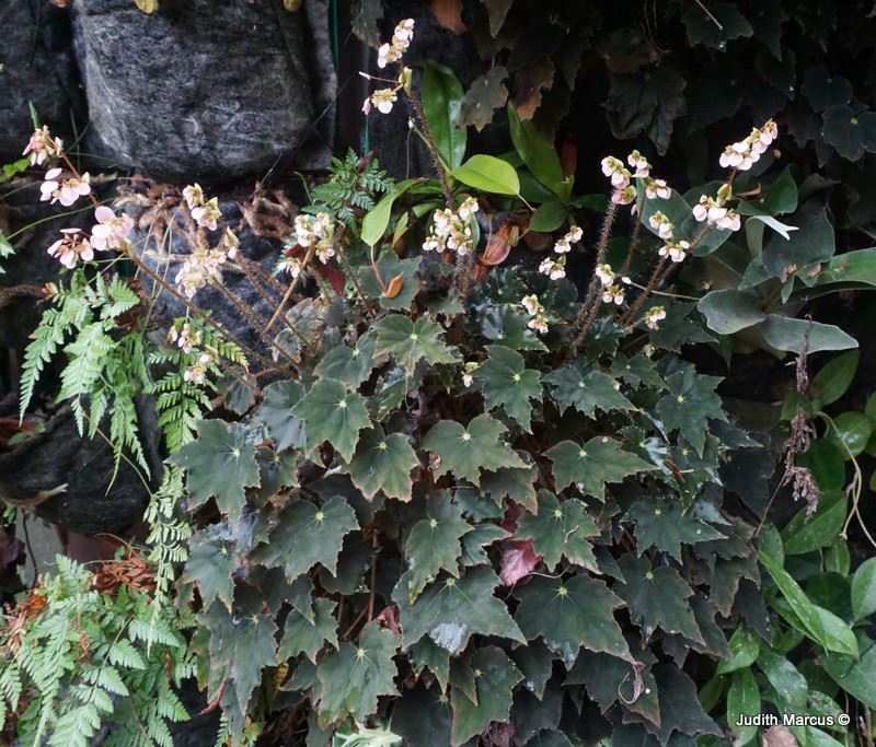 Begonia 'Cleopatra' - בגונייה 'קליאופטרה'