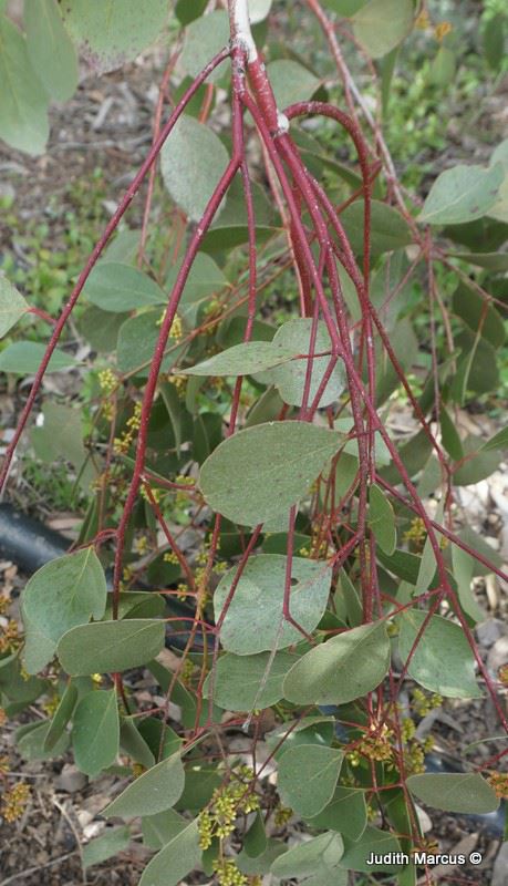 Eucalyptus coolabah - Coolibah, Coolabah, איקליפטוס קולבה, איקליפטוס קולאבה