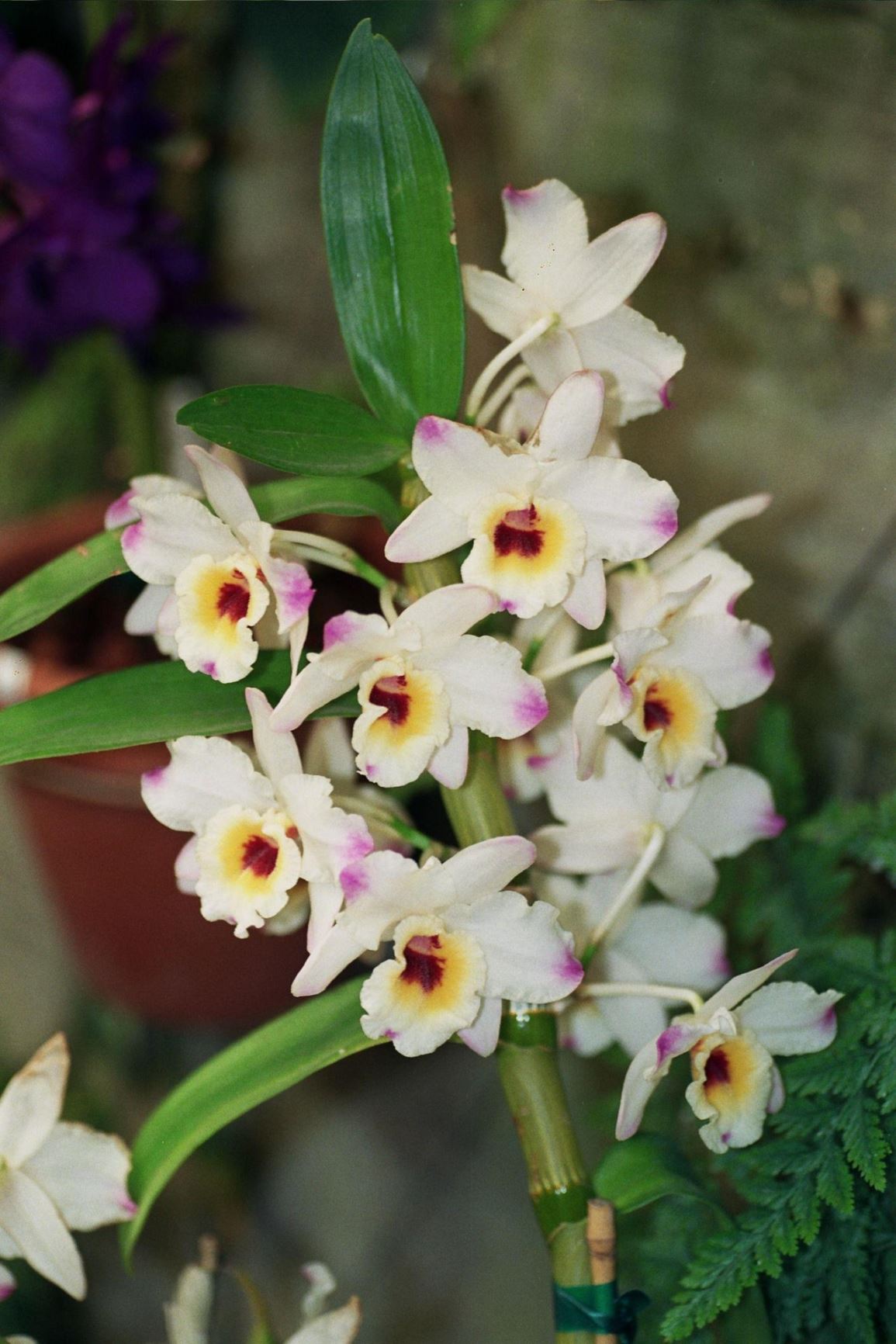 Dendrobium sp. 'Dixie Princess' - דנדרביון  'דיקסי פרינסס', דנדרביון  'דיקסי פרינסס'