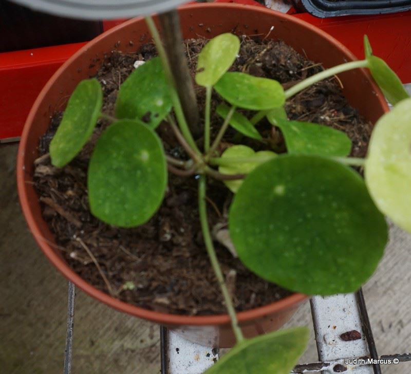 Pilea peperomioides - Chinese Money Plant, Lefse Plant, Chinese Missionary Plant