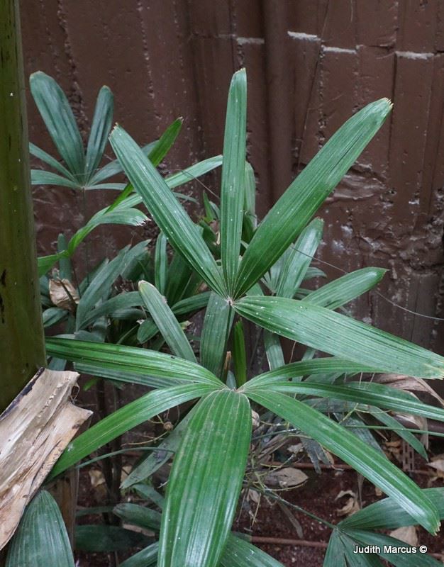 Rhapis excelsa - Broadleaf Lady Palm, Bamboo Palm , רפיס גבוה
