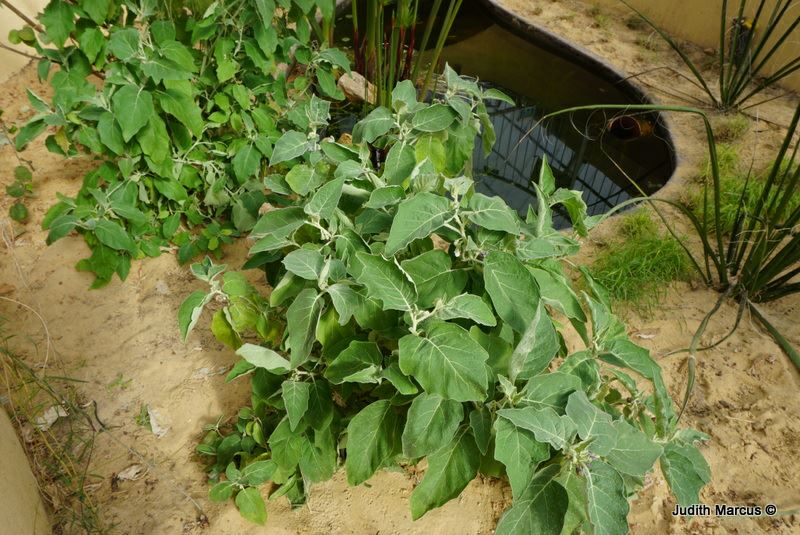 Solanum incanum - Hoary Nightshade, palestine Nightshade, סולנום החדק, סולנום החדק