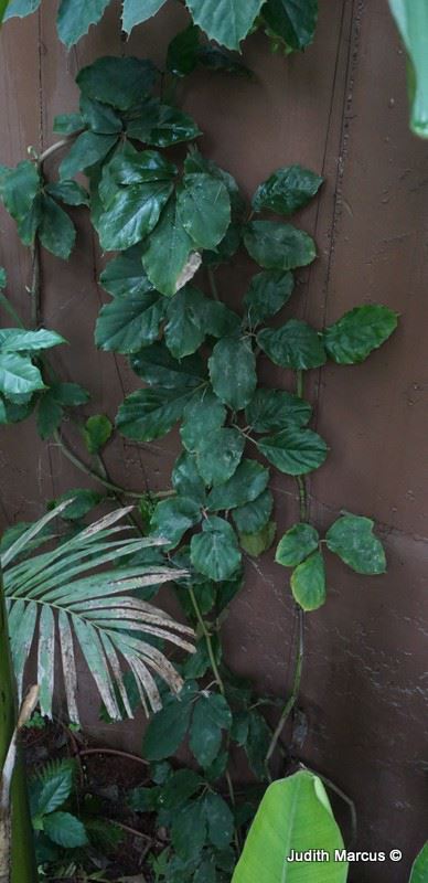 Tetrastigma voinierianum - Chestnut Vine, Lizard Plant, טטרסטיגמת וינייר, טטרסטיגמת וינייר