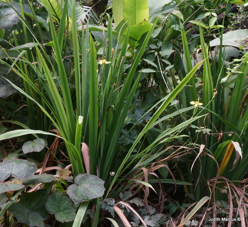 Trimezia steyermarkii - Yellow Walking Iris, טרימסיית סטיירמק