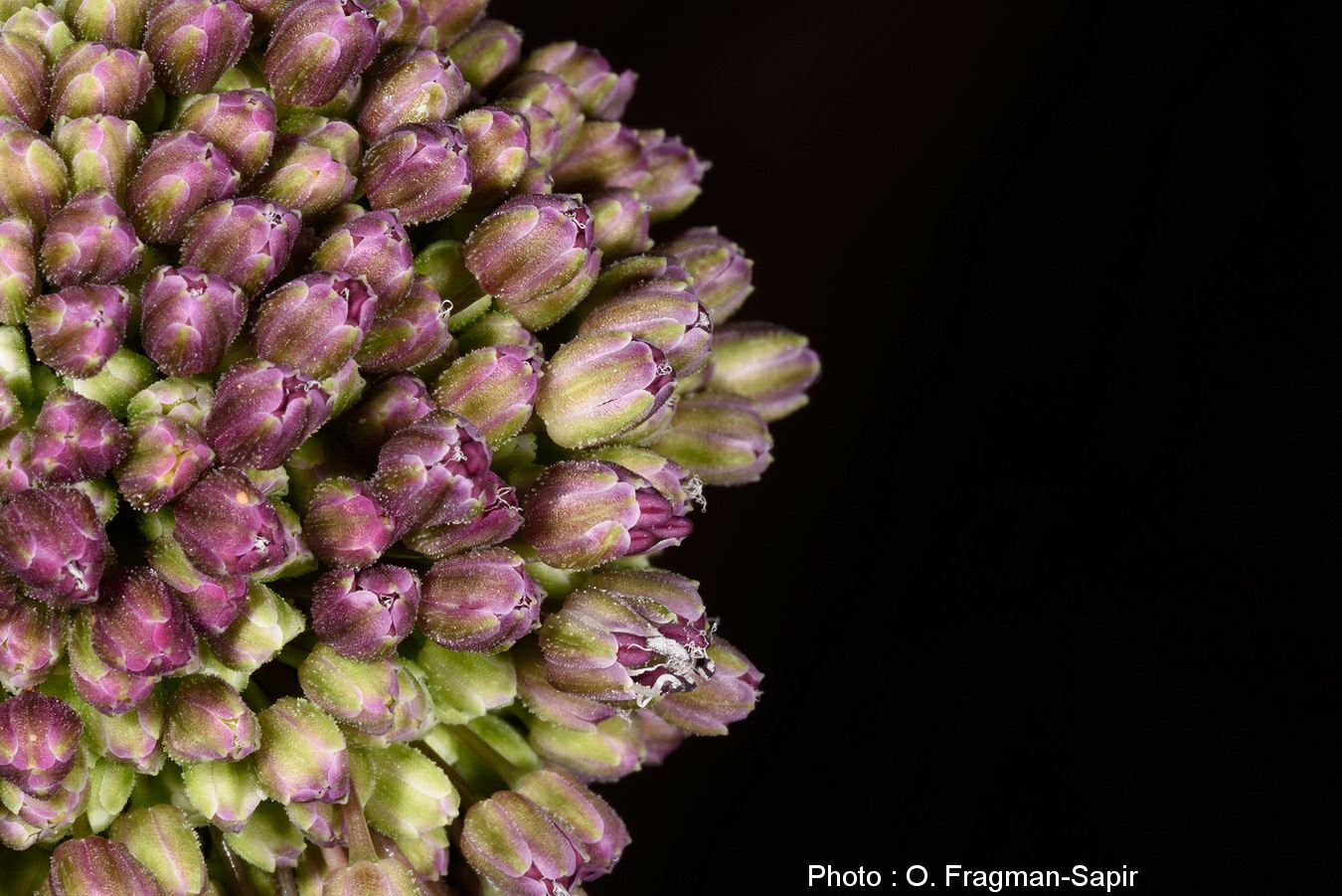 Allium truncatum - Truncated Garlic, שום  קטוע, שום  קטוע