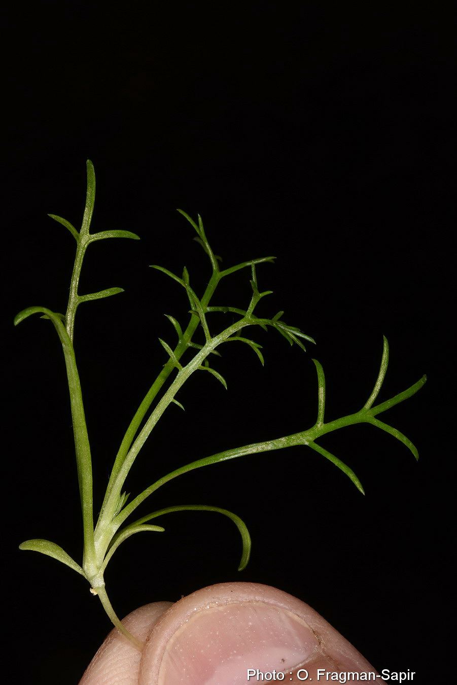 Anthemis parvifolia - Small-leaved Chamomile, קחווין קטן-עלים, קחווין קטן-עלים