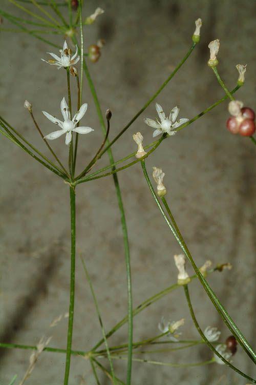 Strumaria tenella subsp. tenella