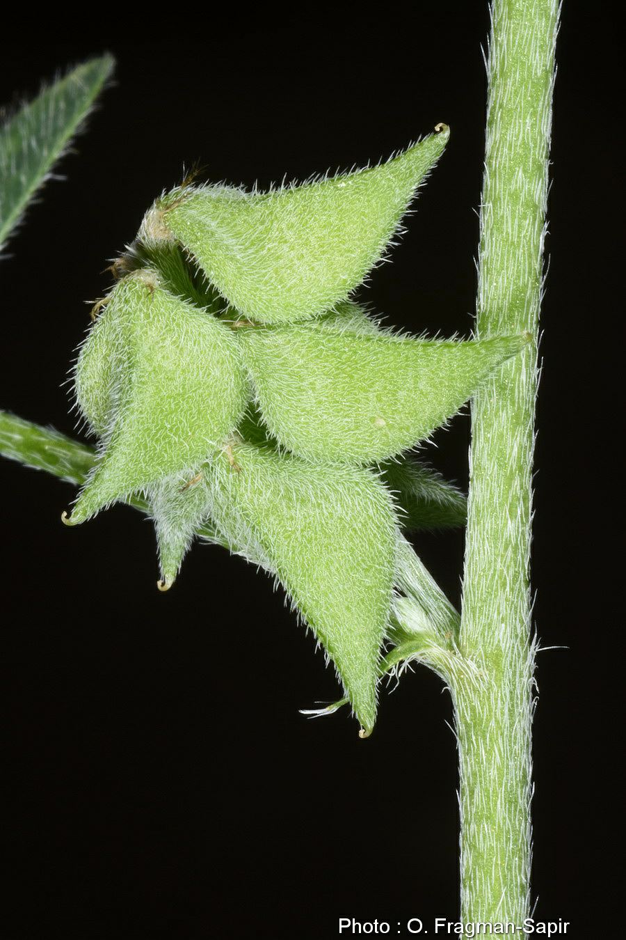 Astragalus epiglottis - Heart-podded Milk-vetch, קדד זעיר, קדד  זעיר