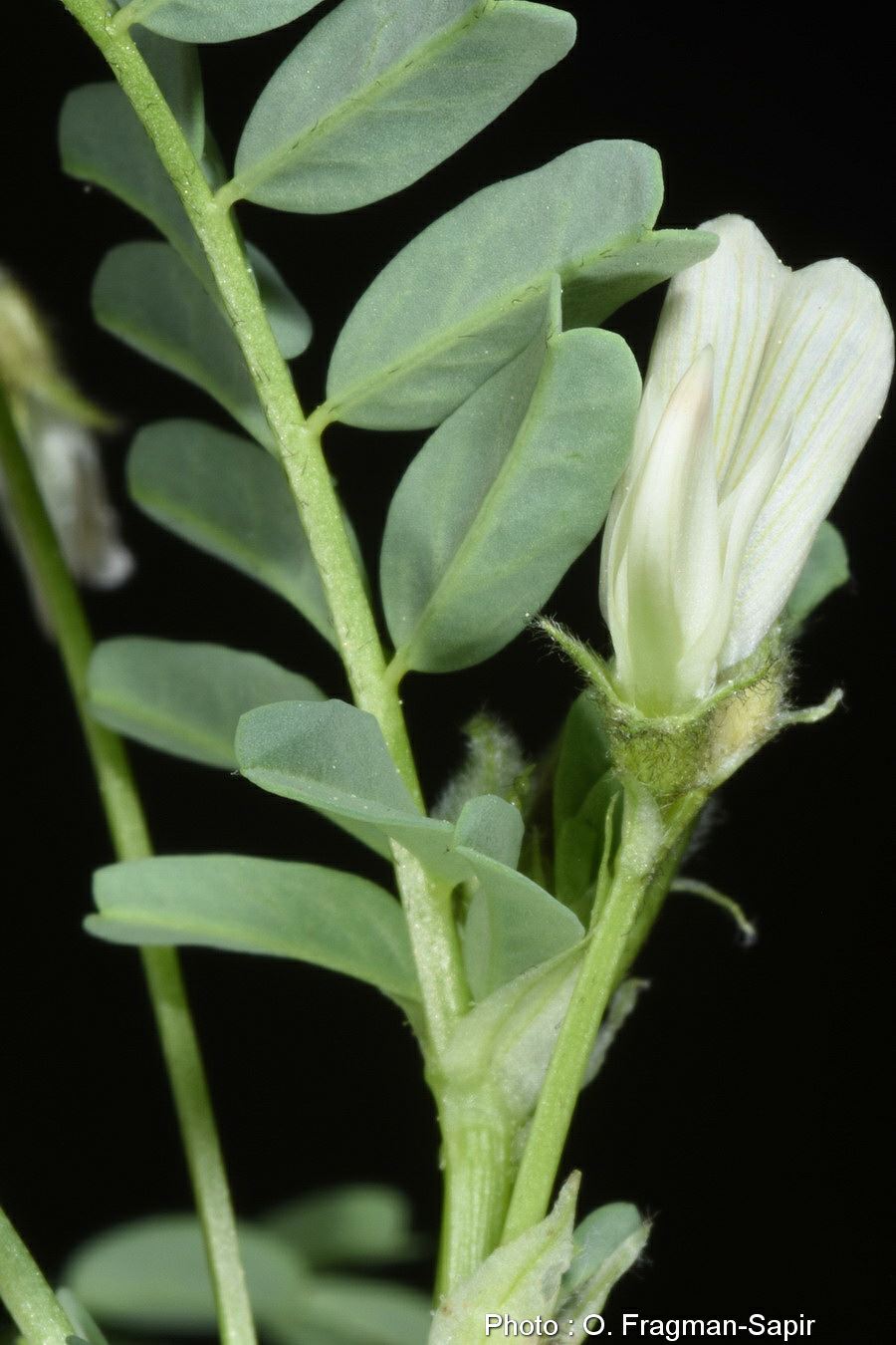 Astragalus guttatus - קדד מכופל, קדד  מכופל