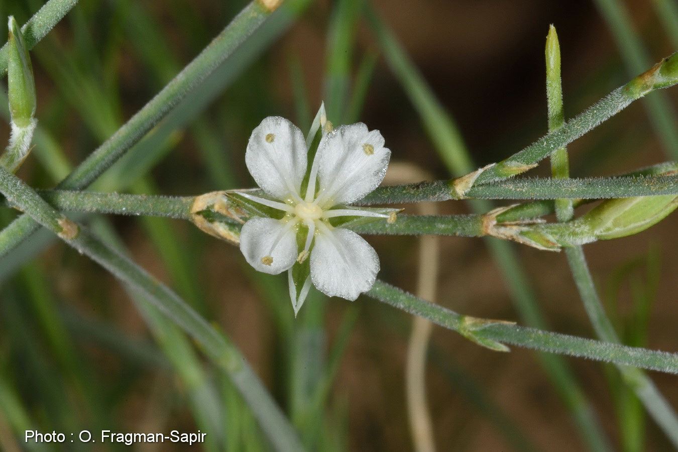 Bufonia ramonensis