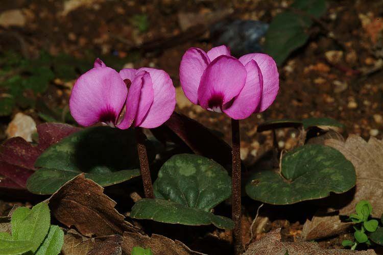 Cyclamen coum 'Dark Red Shades' - Roundl-leaved Cyclamen, רקפת יוונית, רקפת יוונית