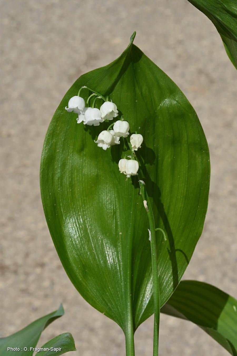 Convallaria majalis - Lily of the Valley, קונוולריה מלכותית, זיוונית מלכותית