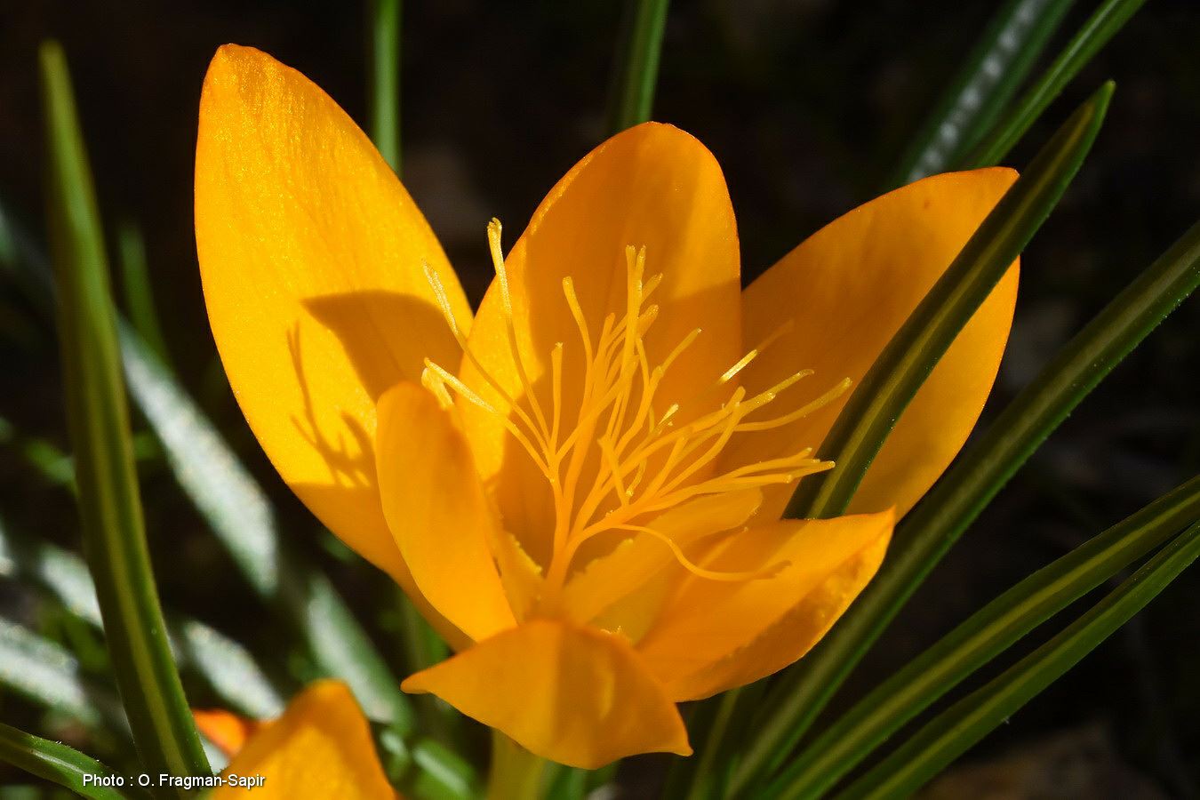 Crocus graveolens