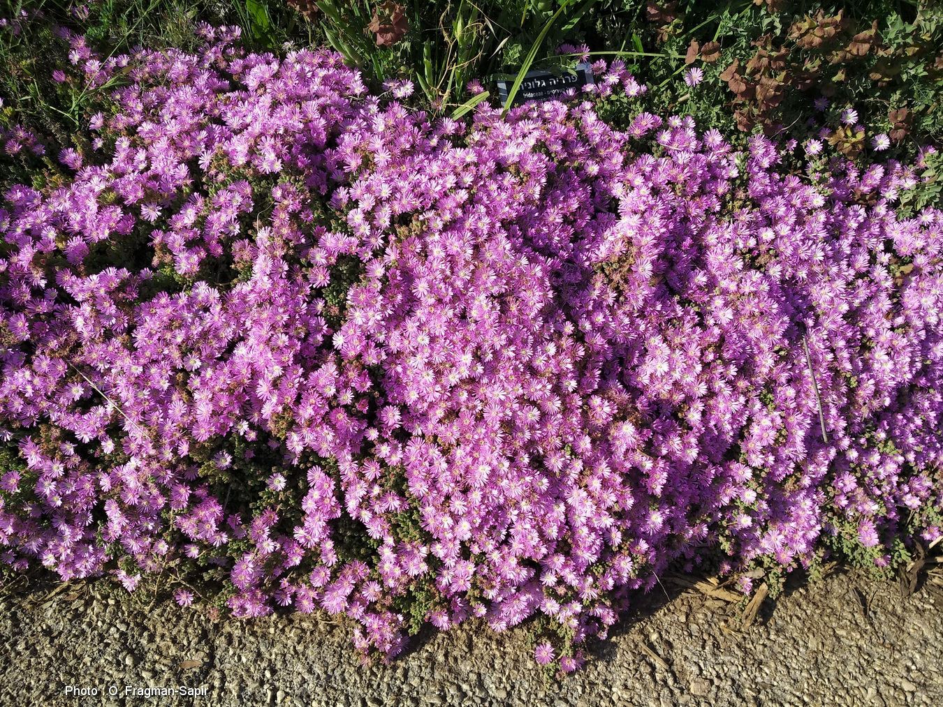 Drosanthemum floribundum - Rosea Ice Plant, טלמון רב-פרחים, טלמון רב ...