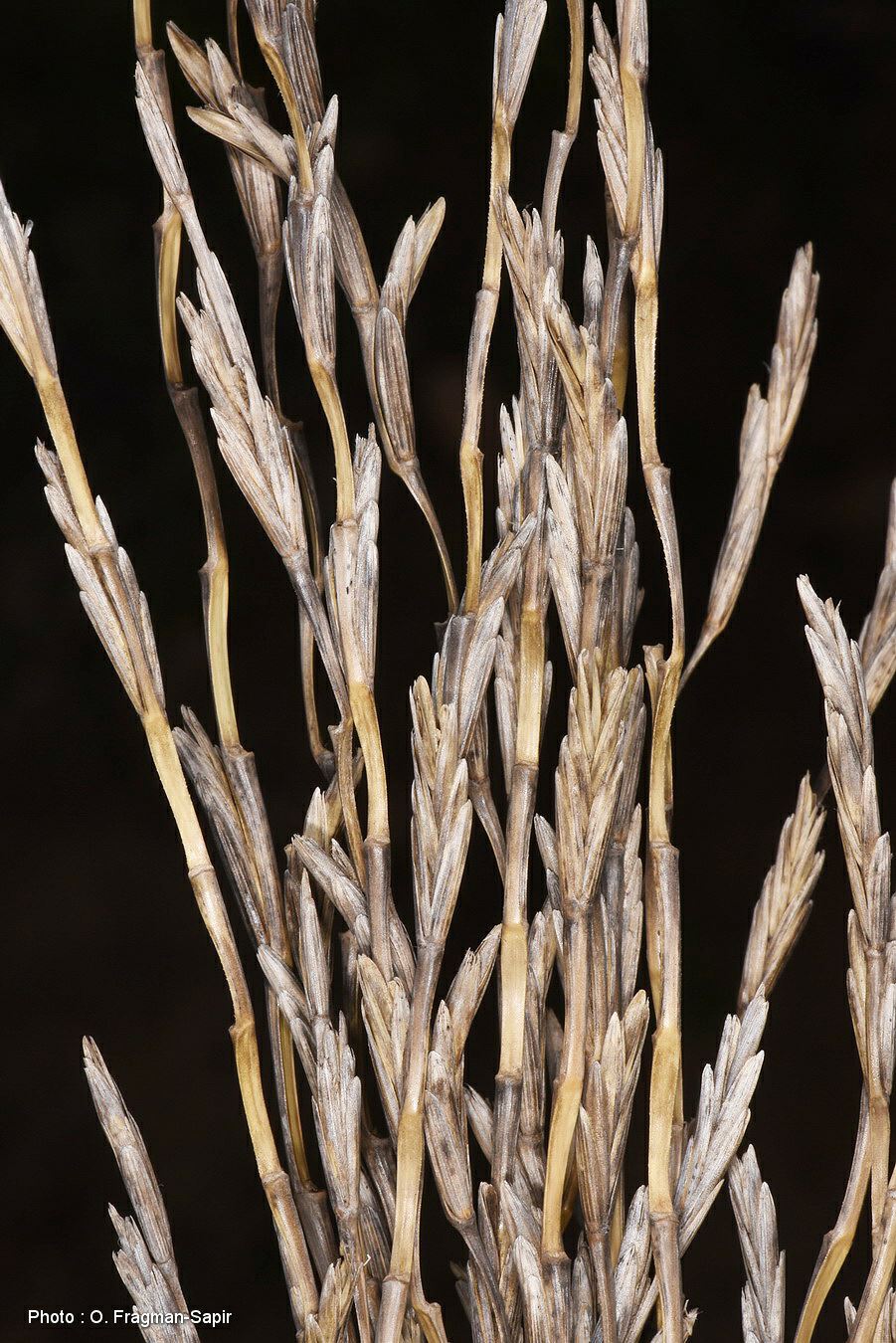 Elytrigia intermedia - Hairy Couch, Intermediate Wheatgrass, גלדן מחוספס