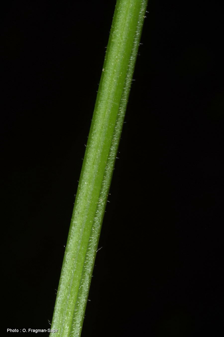 Epilobium parviflorum - Hoary Willow-Herb, Small-flowered Hairy Willowherb, ערברבה קטנת-פרחים, ערברבה קטנת-פרחים