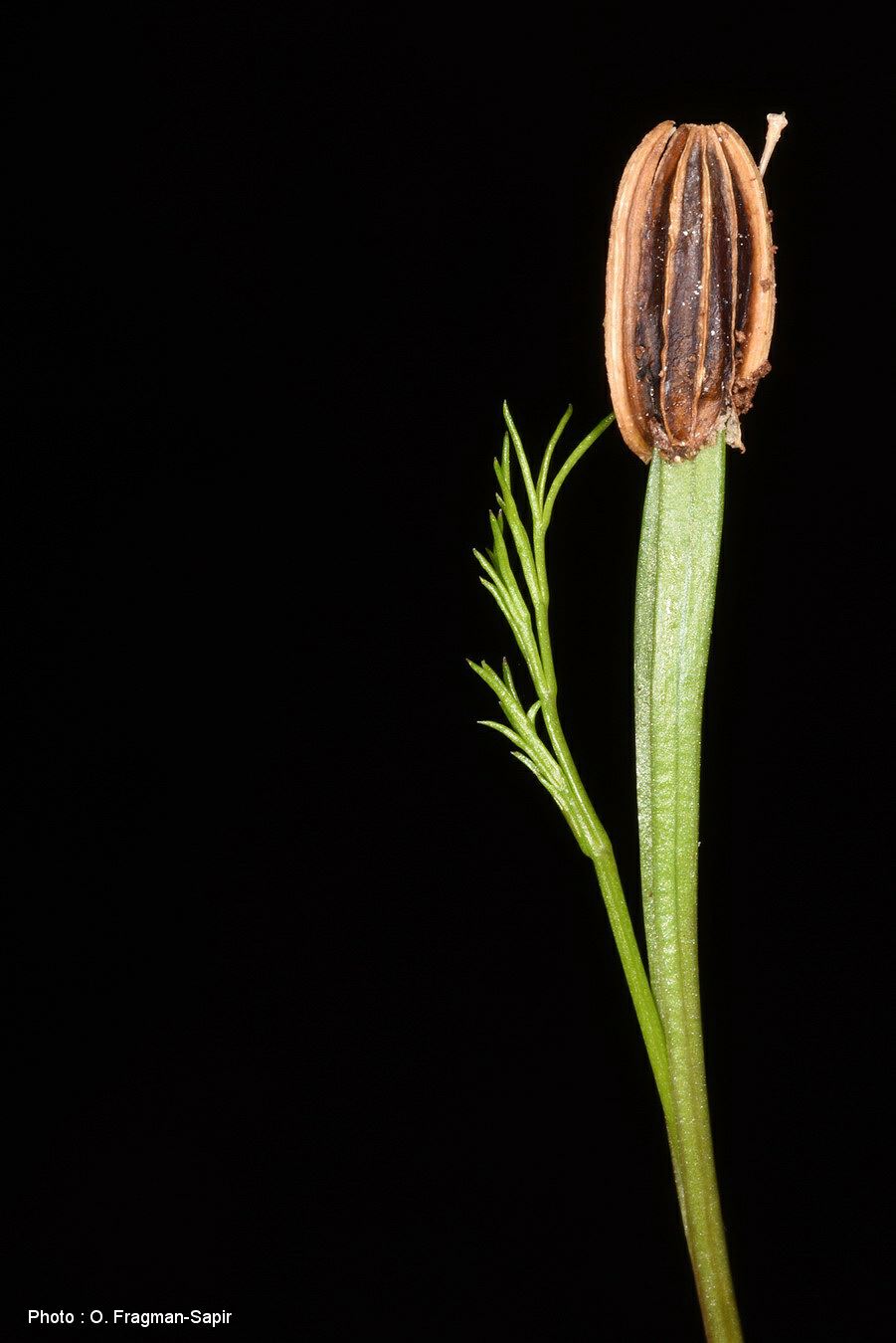 Ferula orientalis - Çakşır, Samaria Giant Fennel, כֶּלֶך שומרוני, כֶּלֶך  שומרוני