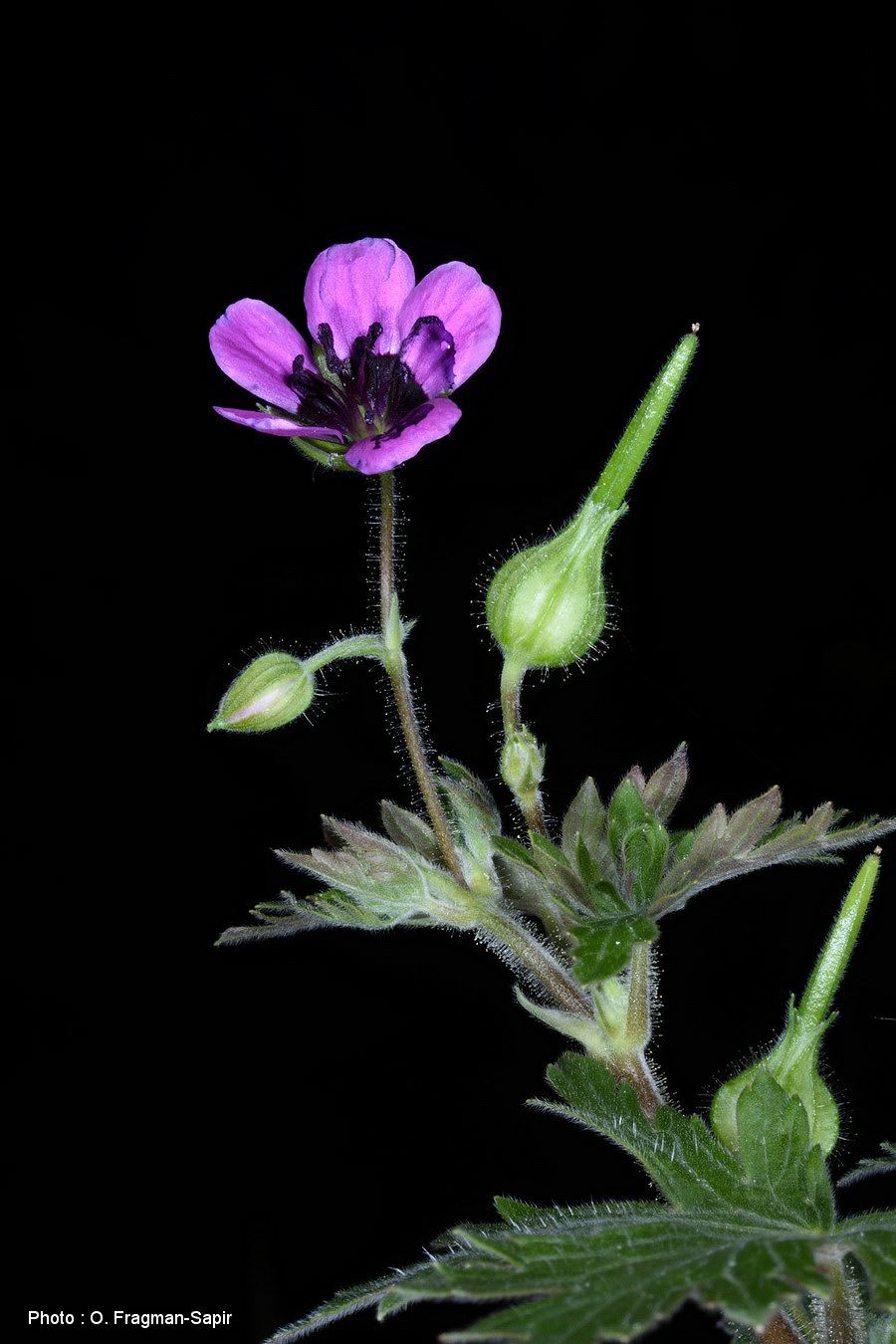 Geranium mascatense - Black-eyed Gernaium, גרניון מסקט