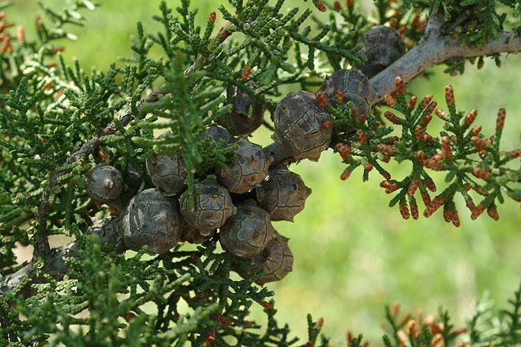 Cupressus goveniana - Pygmy Cypress, Mendocino Cypress, Gowen Cypress, ברוש גוון, , ברוש גוון, ברוש ננסי