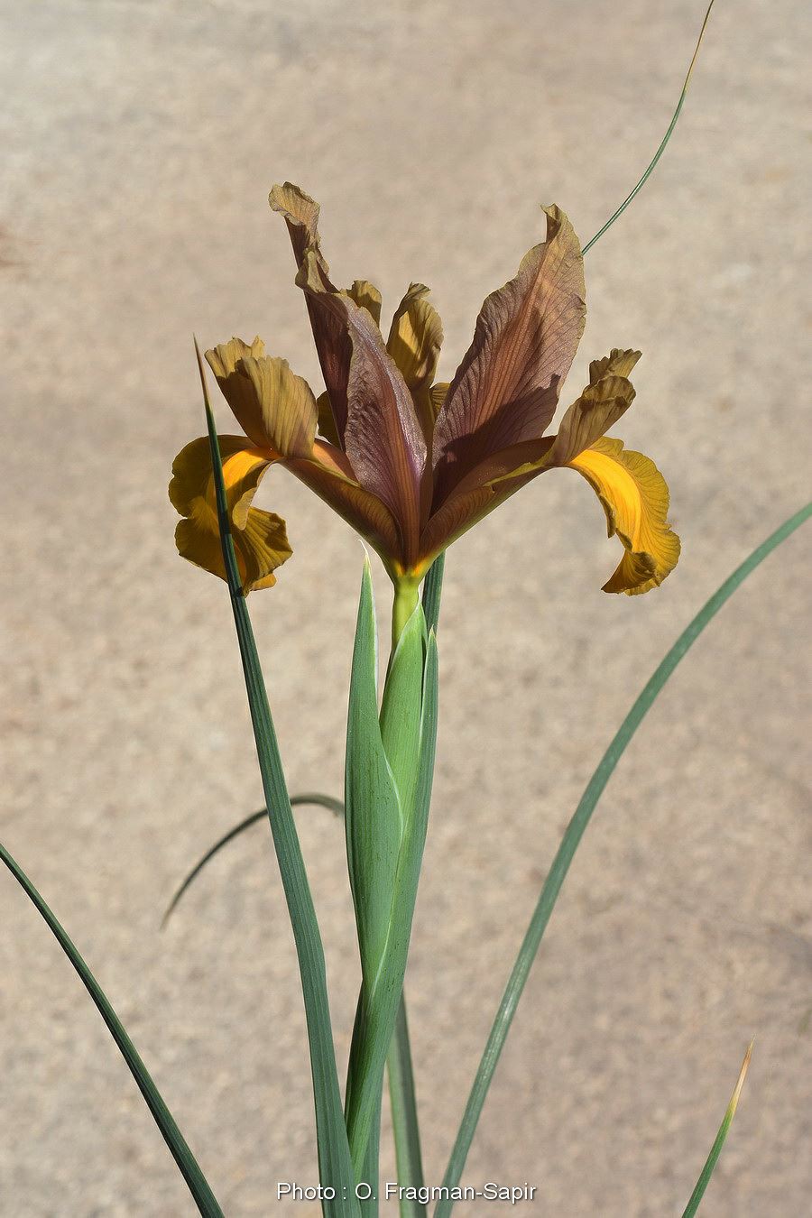 Iris × hollandica 'Autumn Princess' - Dutch Iris 'Autumn Princess', איריס הולנדי 'אוטום פרינסס', איריס הולנדי 'אוטום פרינסס'