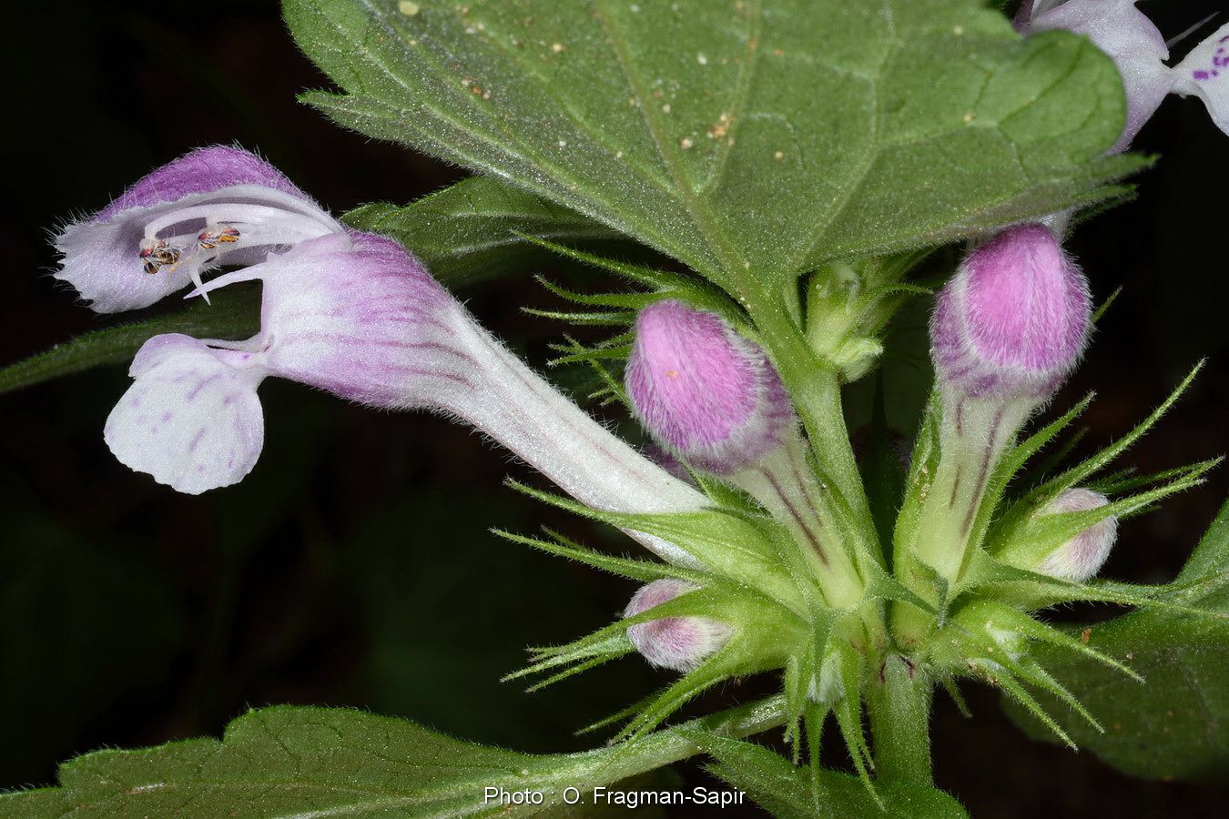 Lamium maculatum