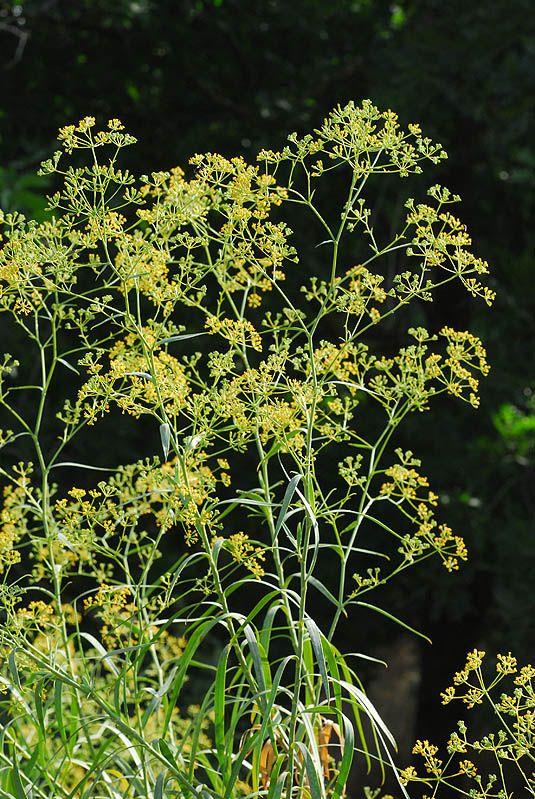Bupleurum salicifolium - צלע-שור צרת-עלים, צלע-שור צרת-עלים
