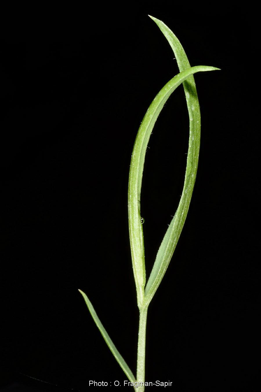 Lathyrus nissolia - Grass Vetchling, טופח עדין, טופח עדין