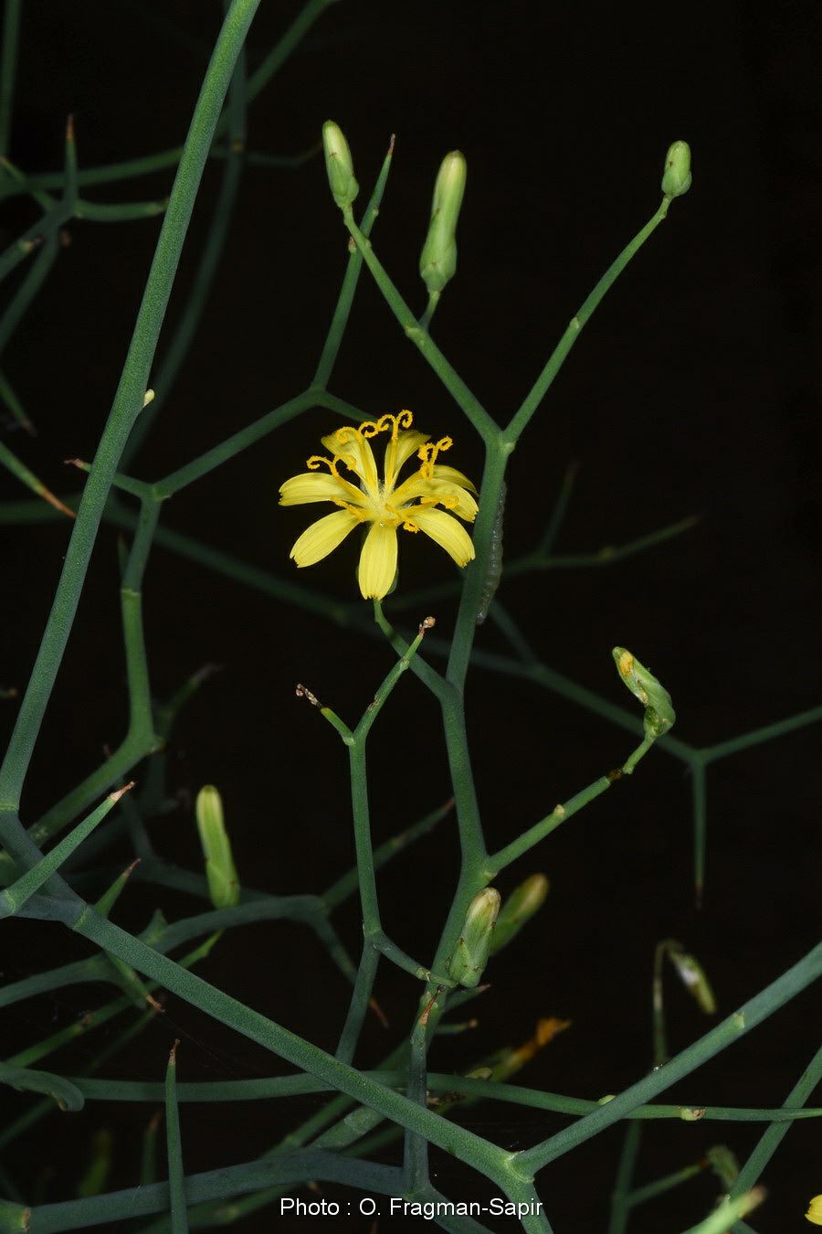 Launaea spinosa - Spiny Launea, לוניאה קוצנית, לוניאה קוצנית